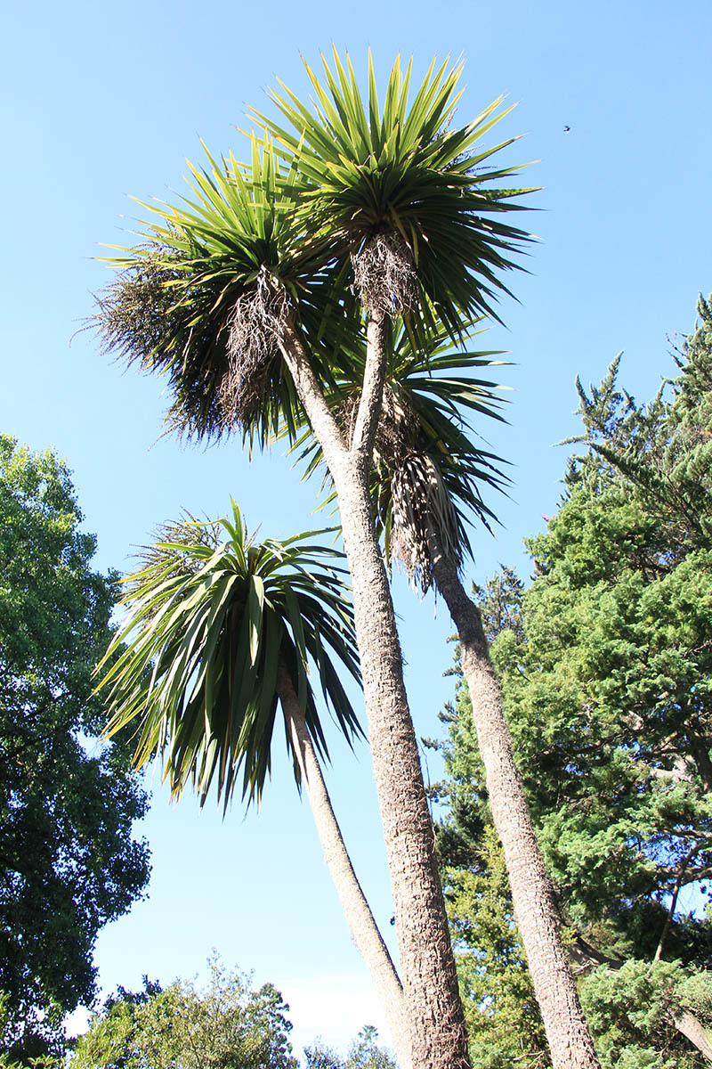 Image of Cordyline australis specimen.