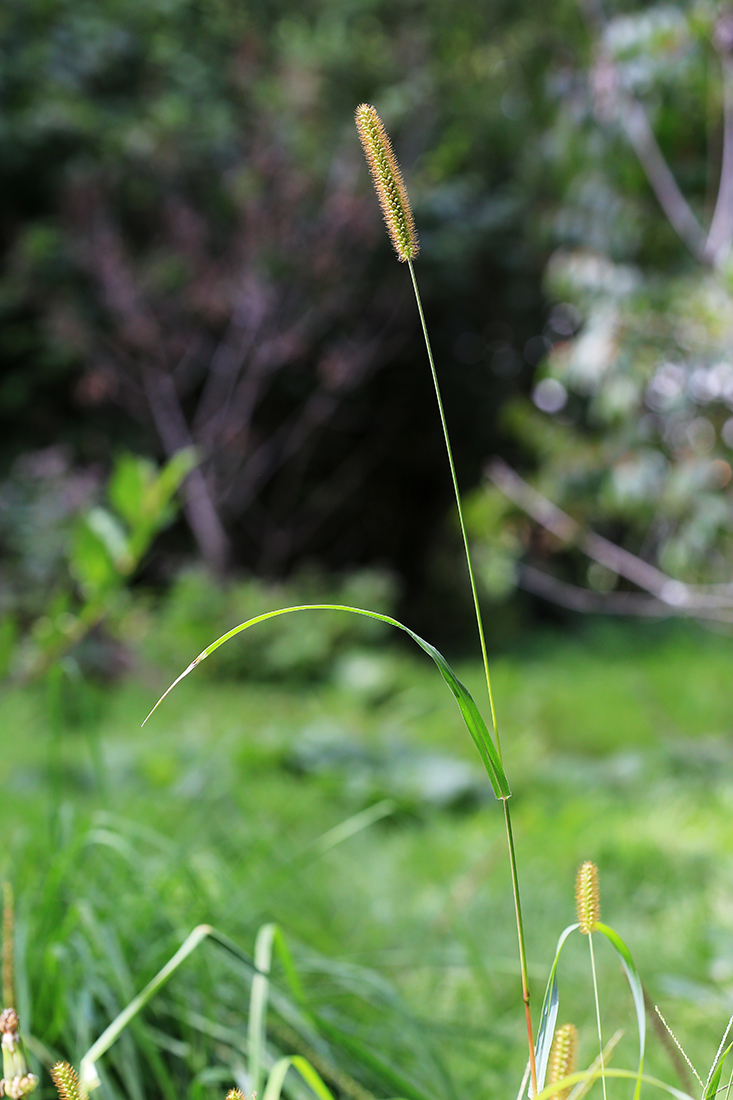 Image of Setaria pumila specimen.