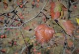 род Crataegus. Часть веточки с увядающими листьями. Москва, Северо-Западный административный округ, р-н Строгино, Щукинский полуостров, разнотравный луг. 16.09.2022.