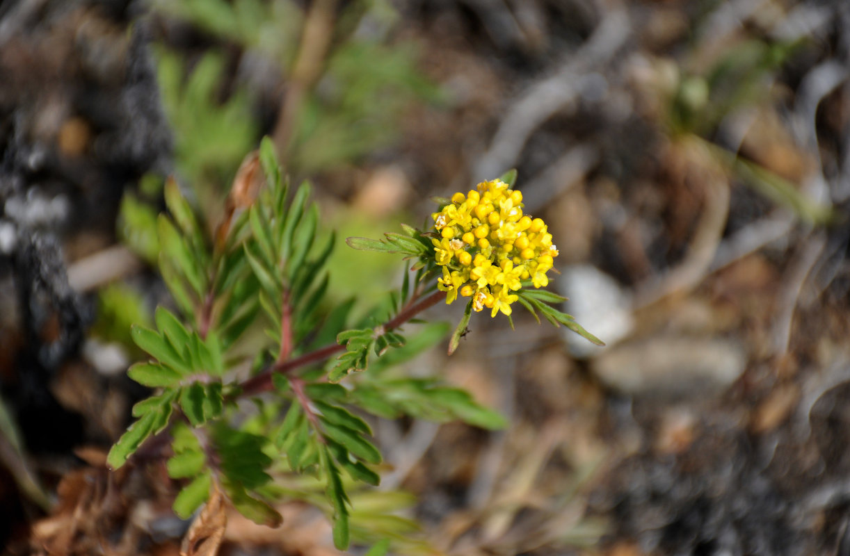 Image of Patrinia rupestris specimen.