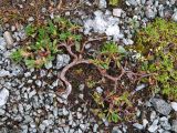 genus Dryas. Вегетирующее растение. Хибинский горный массив, верховья руч. Маннепахк. Высота ок. 900 м. Август.
