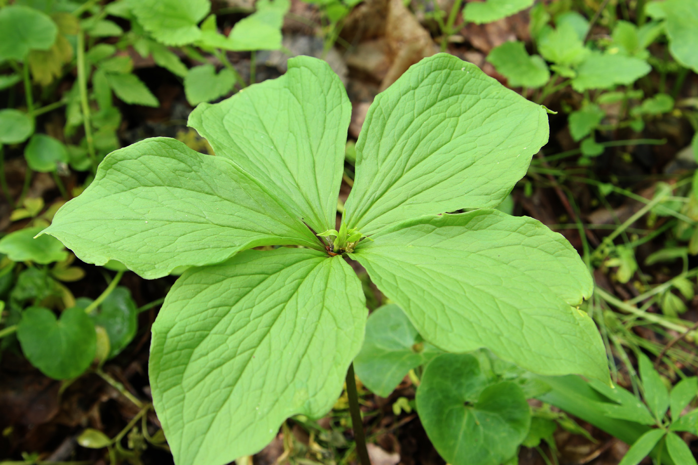 Изображение особи Paris quadrifolia.