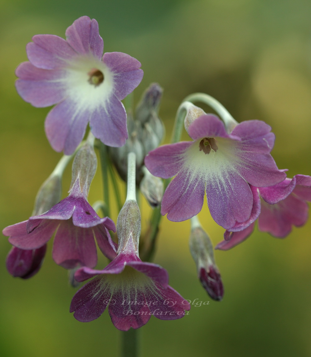 Image of Primula alpicola specimen.
