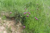 Astragalus stenanthus