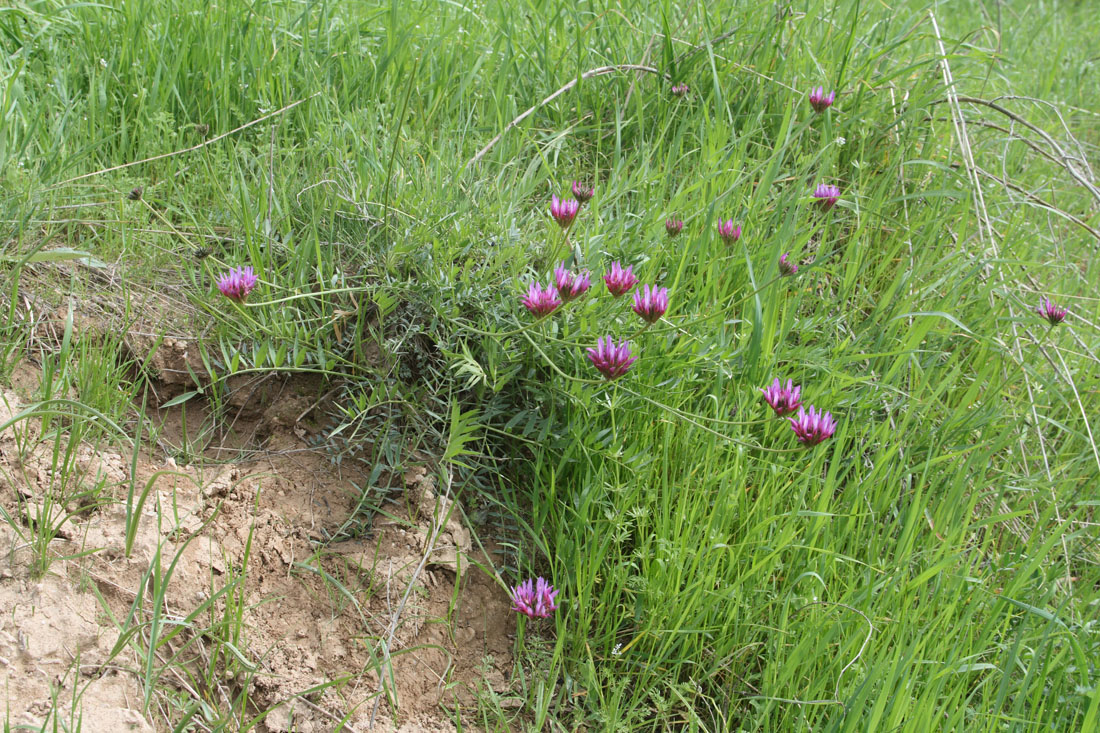 Изображение особи Astragalus stenanthus.