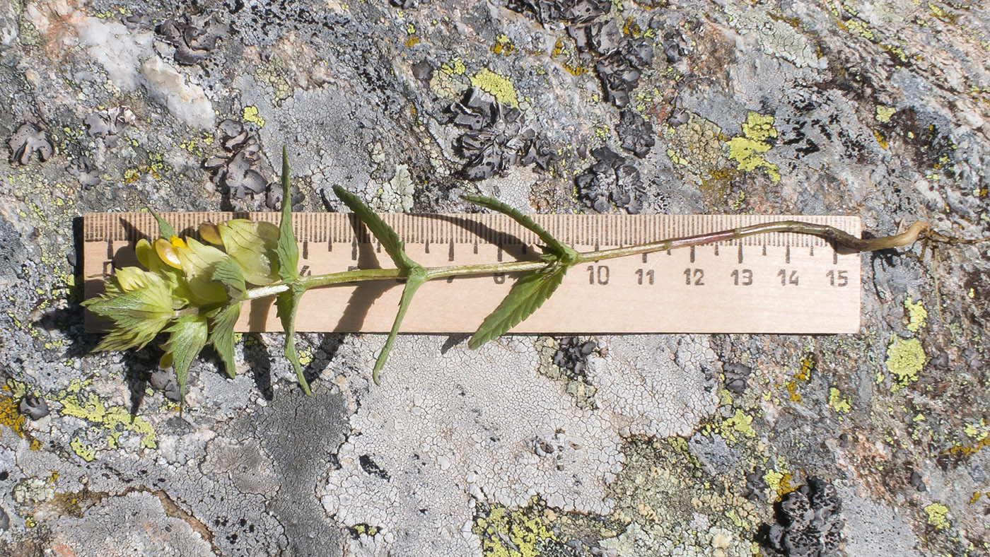 Image of Rhinanthus minor specimen.