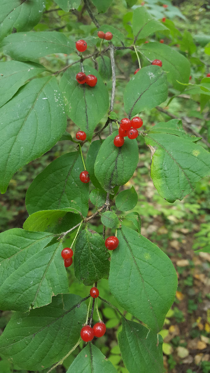 Image of Lonicera chrysantha specimen.