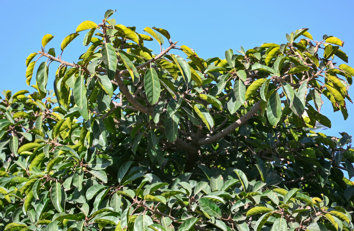 Image of Ficus lutea specimen.