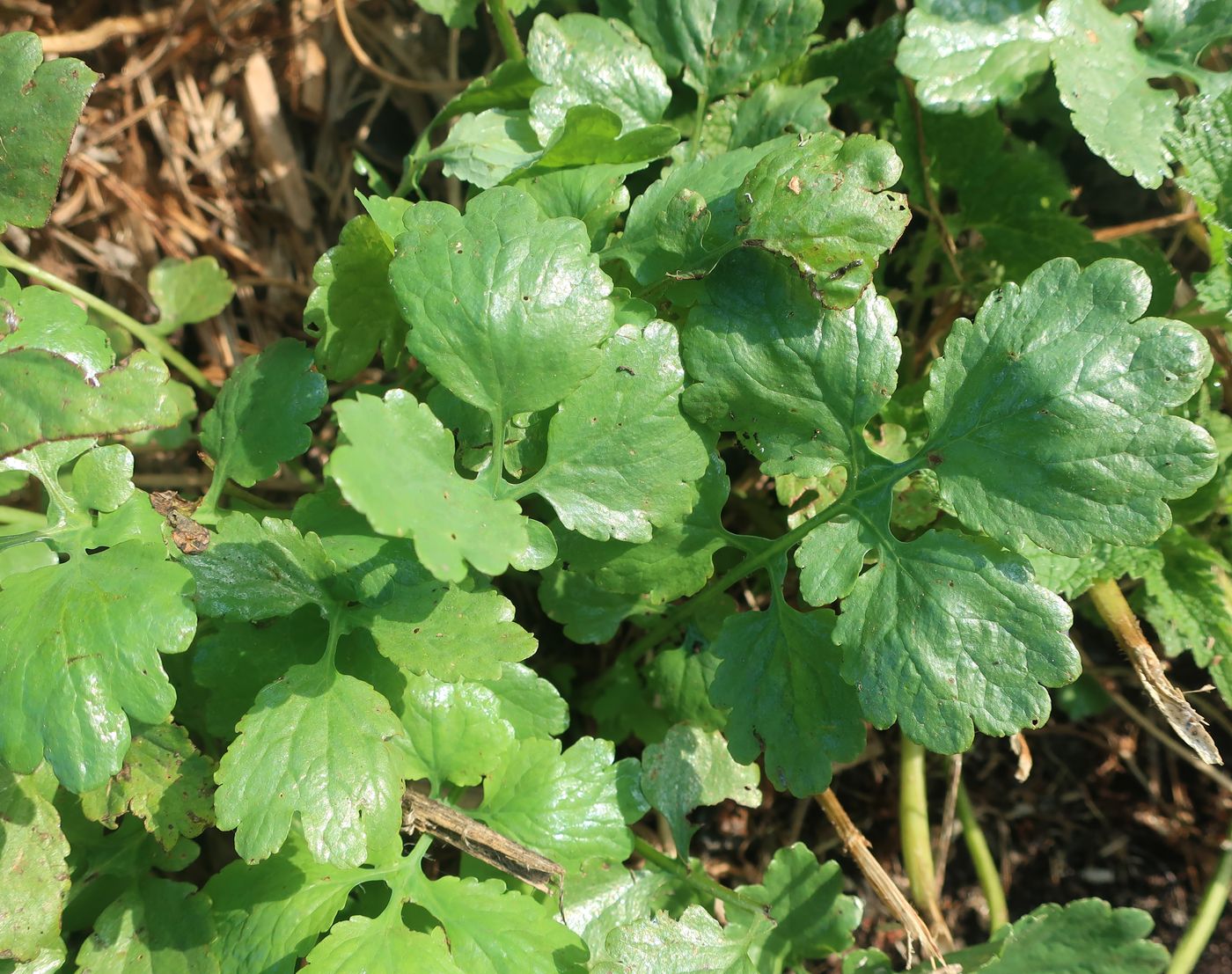 Изображение особи Chelidonium majus.