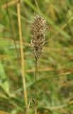 Bromus scoparius