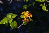 genus Cordia