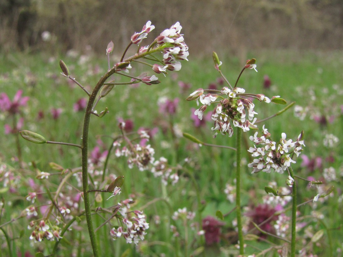 Image of Draba muralis specimen.