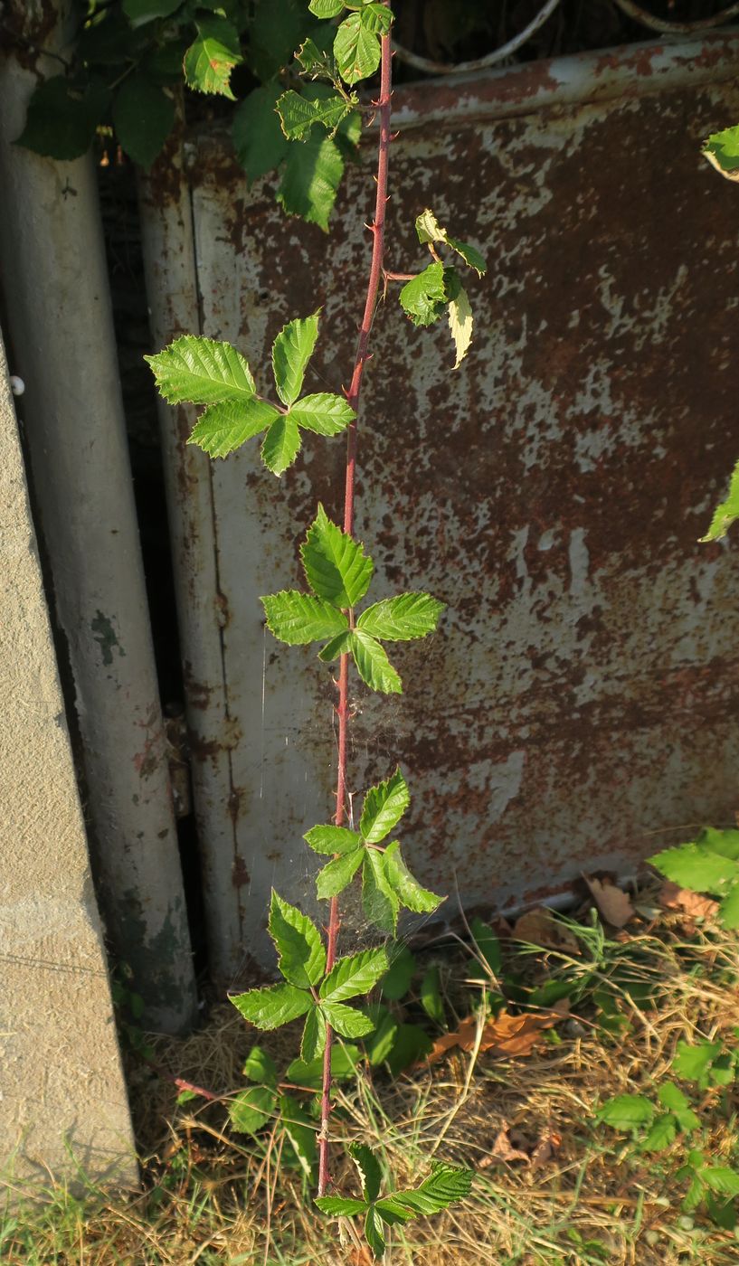 Изображение особи род Rubus.