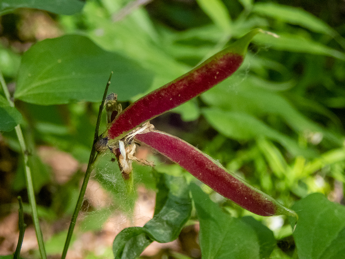 Image of Lathyrus vernus specimen.