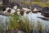 Eriophorum angustifolium. Плодоносящие растения. Мурманская обл., окр. пос. Дальние Зеленцы, затопленная впадина на скальном возвышении. 05.08.2022.