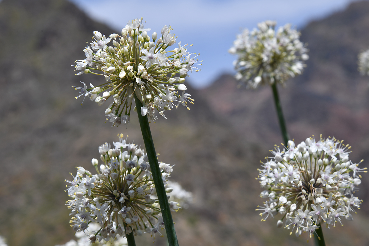 Image of Allium galanthum specimen.