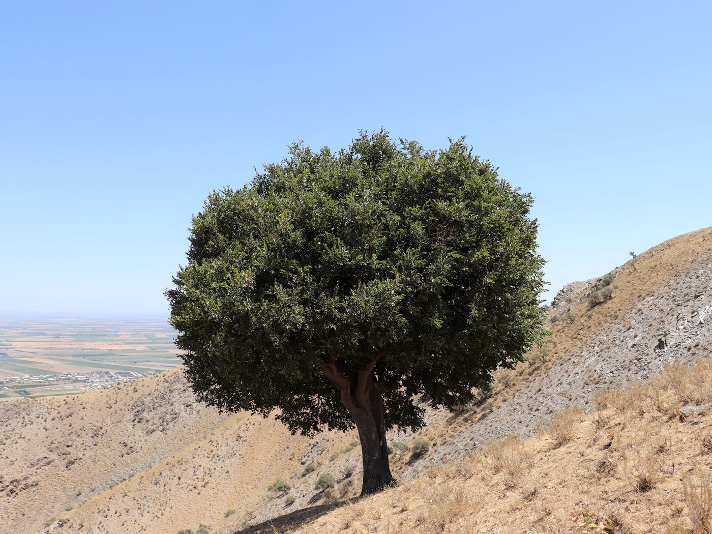 Image of Celtis caucasica specimen.