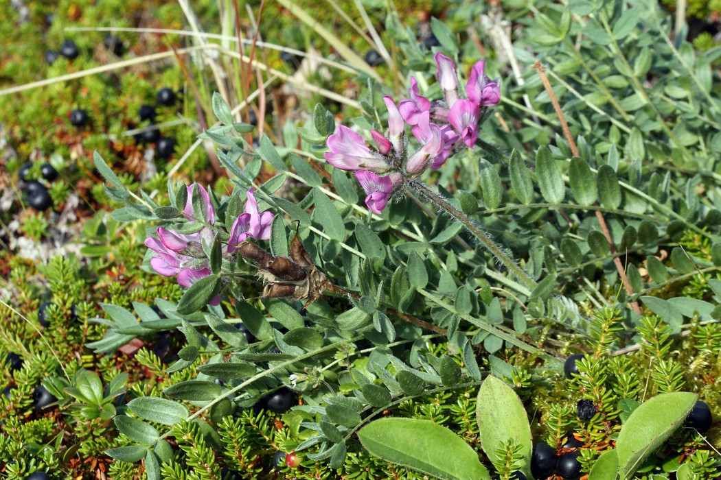 Изображение особи Oxytropis sordida.