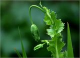 Papaver somniferum