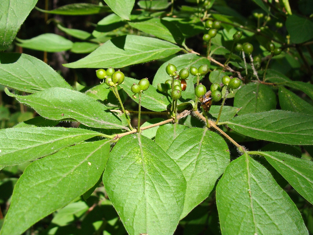 Изображение особи Lonicera chrysantha.