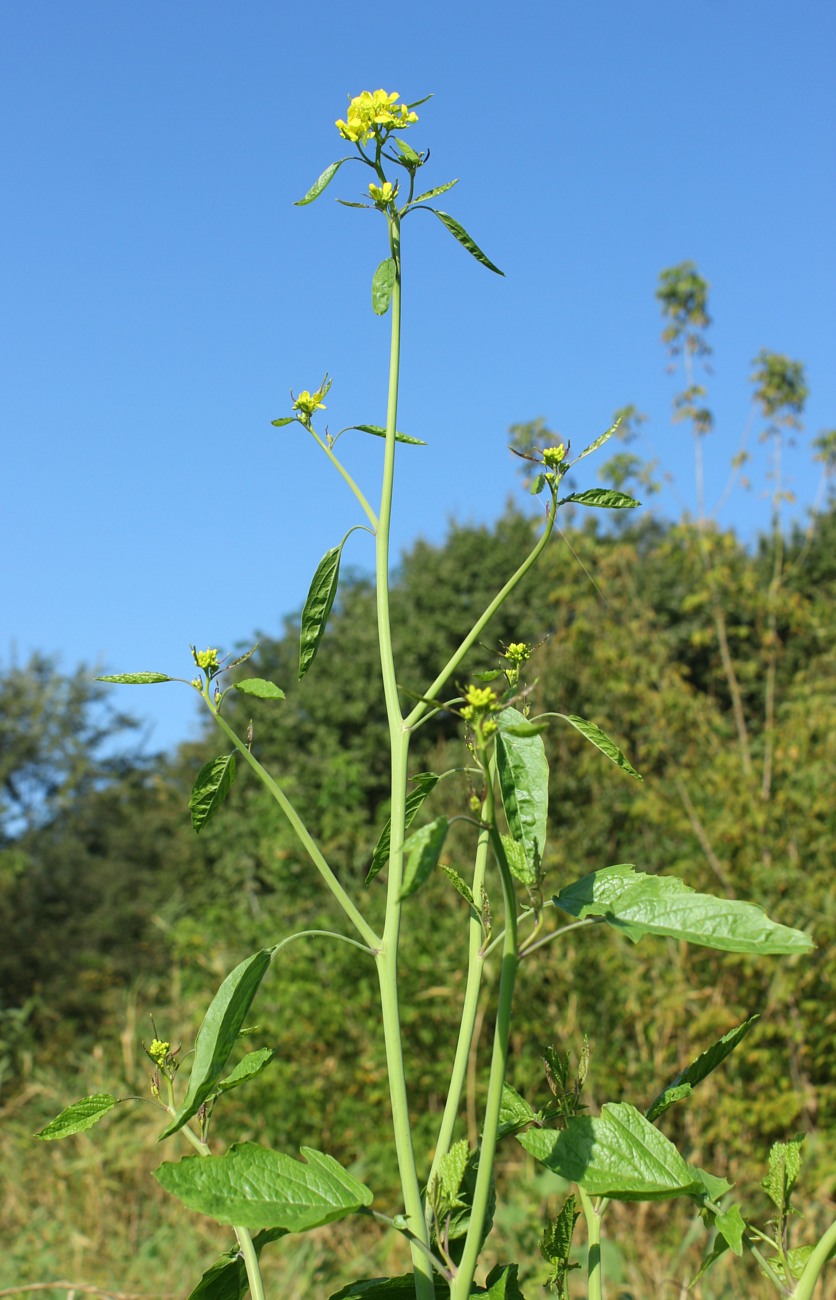 Изображение особи Brassica nigra.
