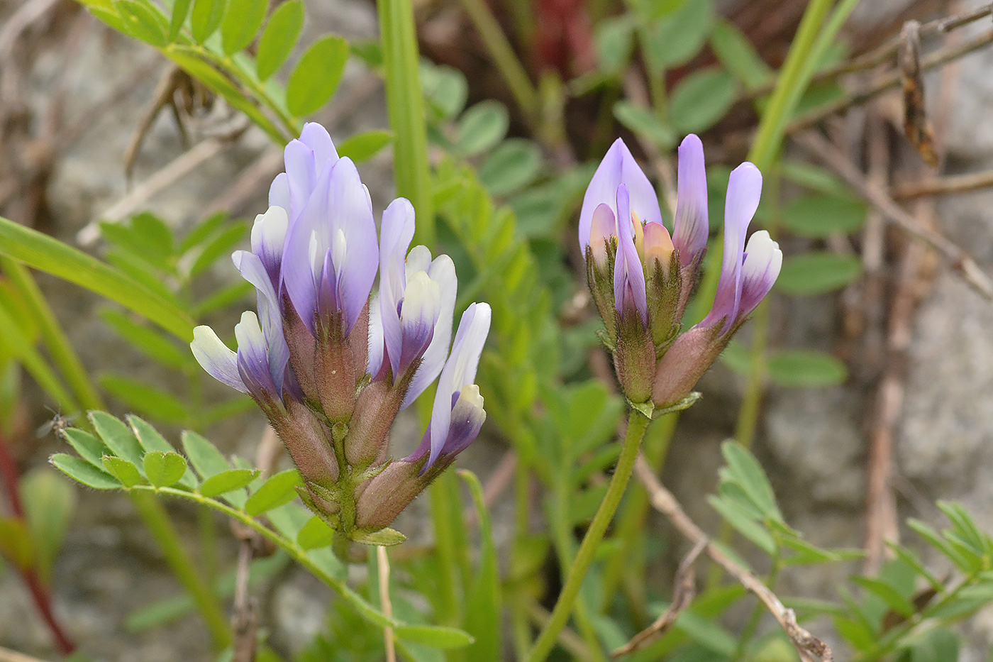 Изображение особи Astragalus oreades.