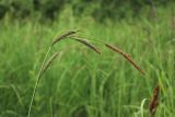 Carex omskiana