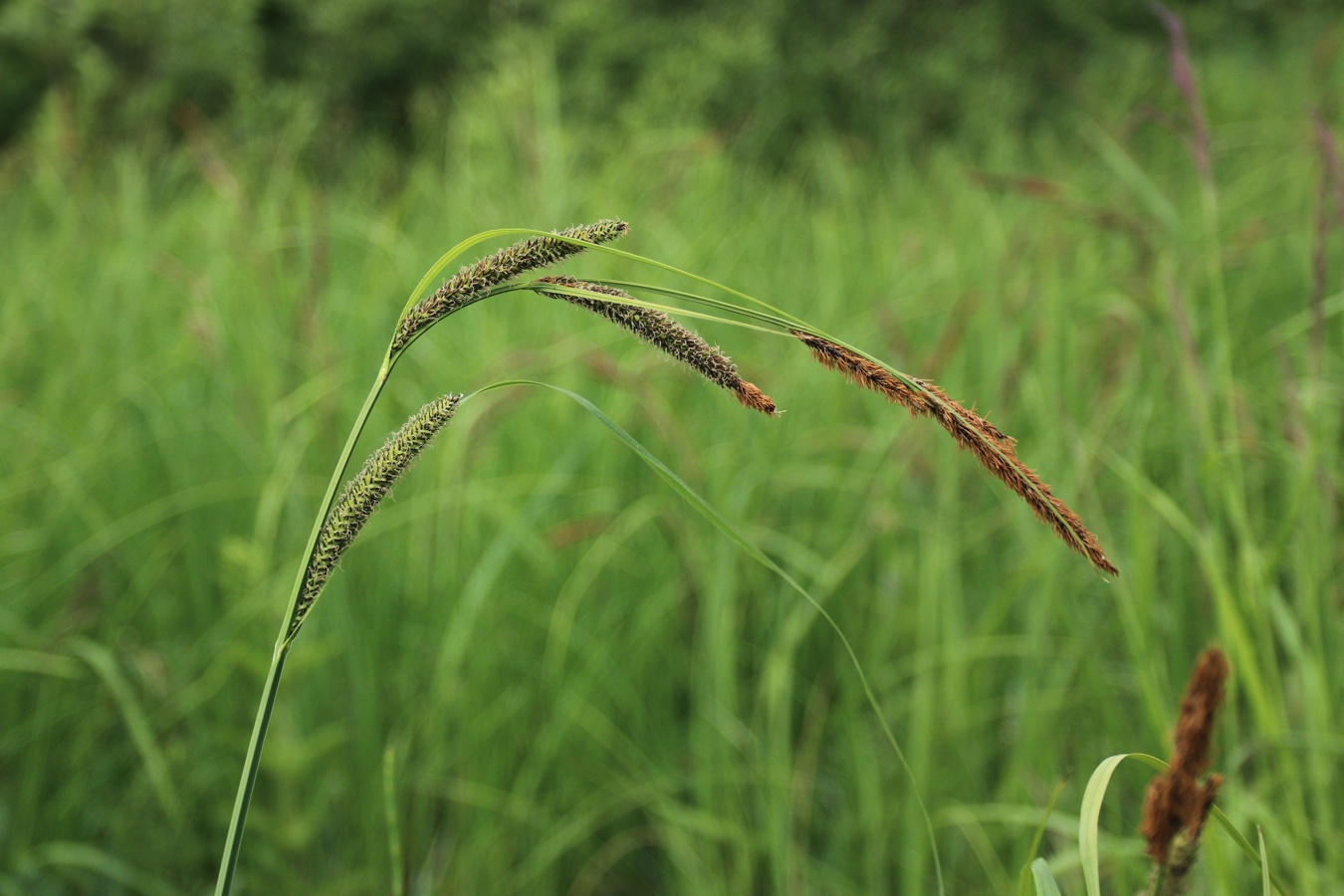 Изображение особи Carex omskiana.