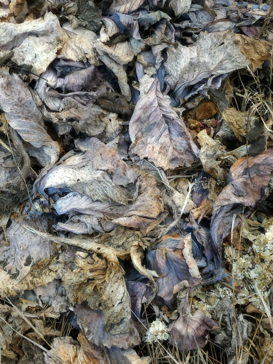 Image of Brassica oleracea specimen.