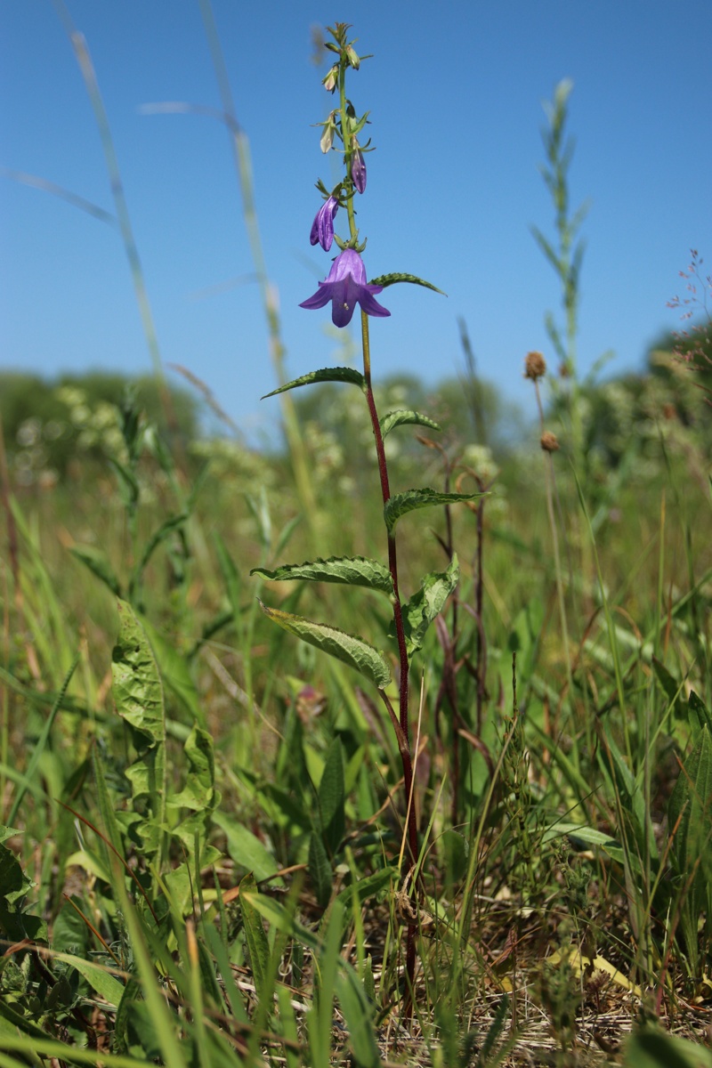 Image of Campanula rapunculoides specimen.