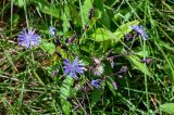 Lactuca sibirica. Соцветия и соплодие. Сахалин, Корсаковский гор. округ, оз. Буссе, приморский луг. 26.08.2022.