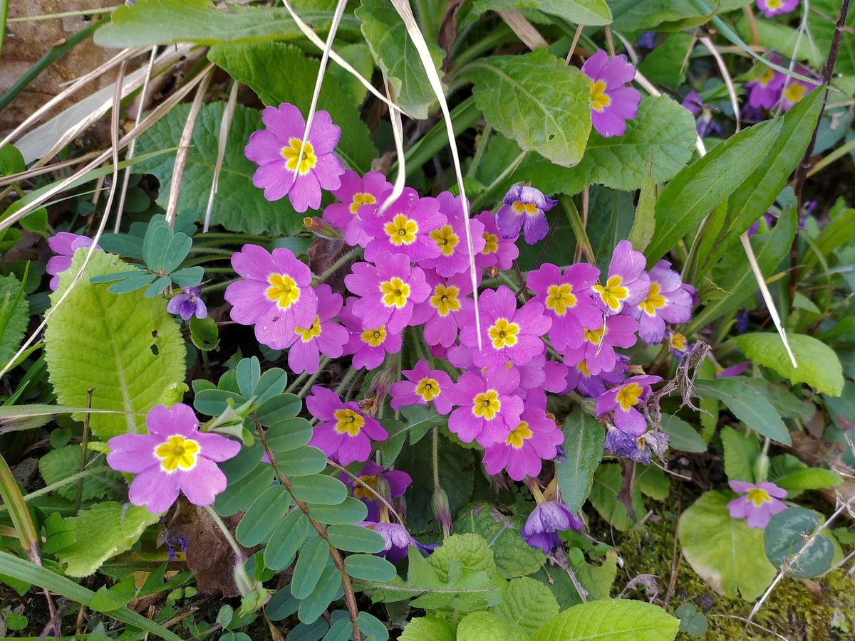 Изображение особи Primula vulgaris.