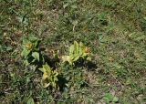 Gentiana cruciata