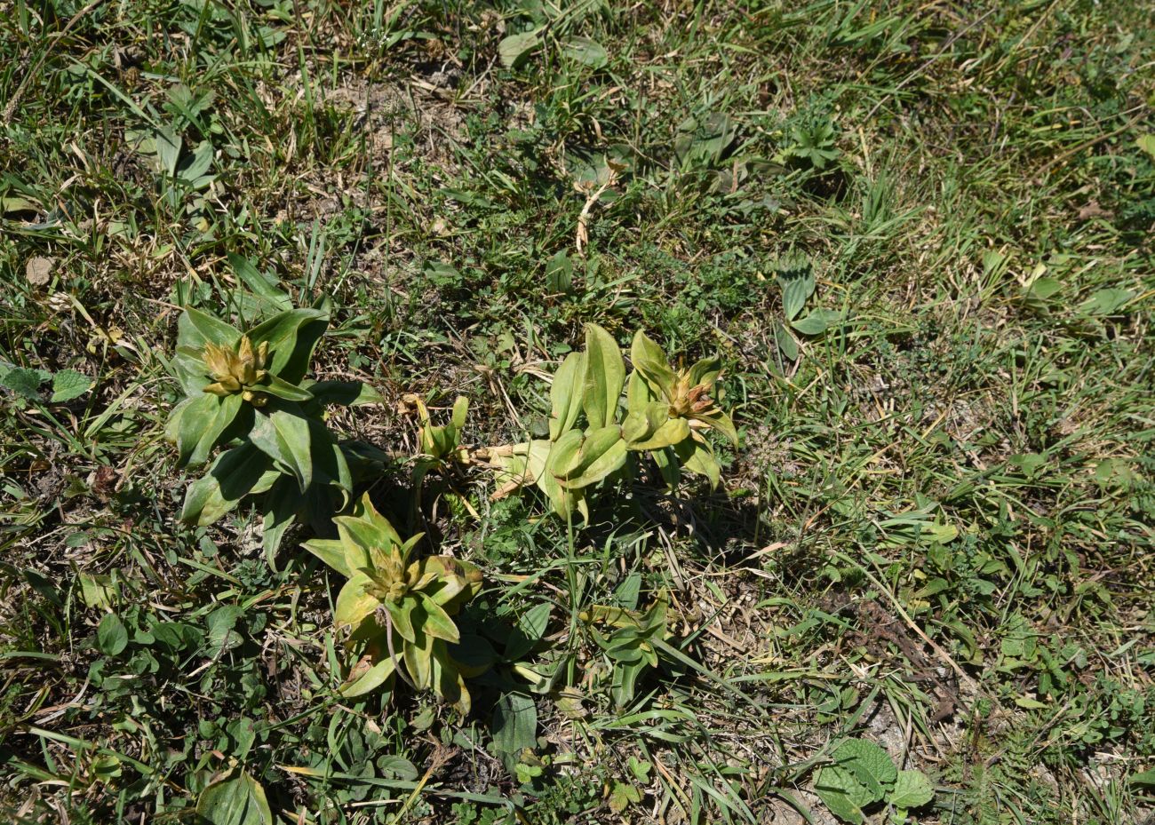 Image of Gentiana cruciata specimen.
