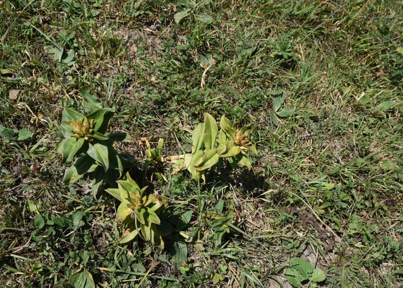 Изображение особи Gentiana cruciata.