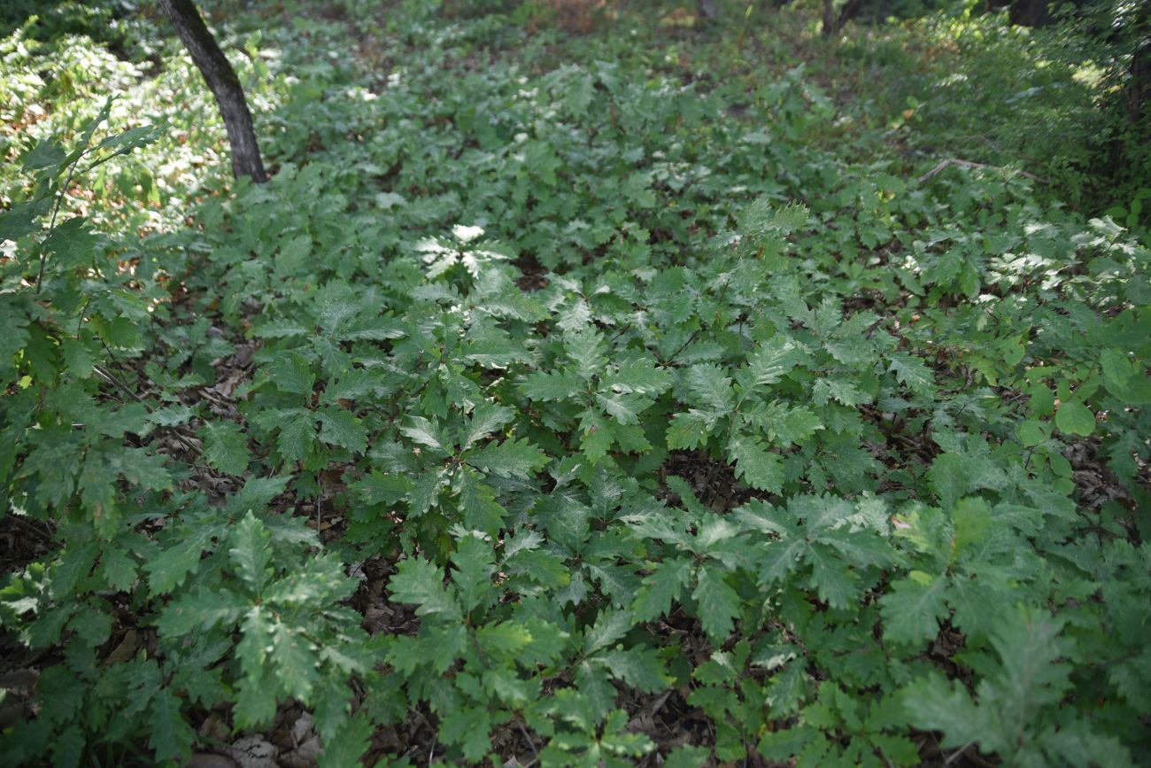 Image of Quercus petraea specimen.