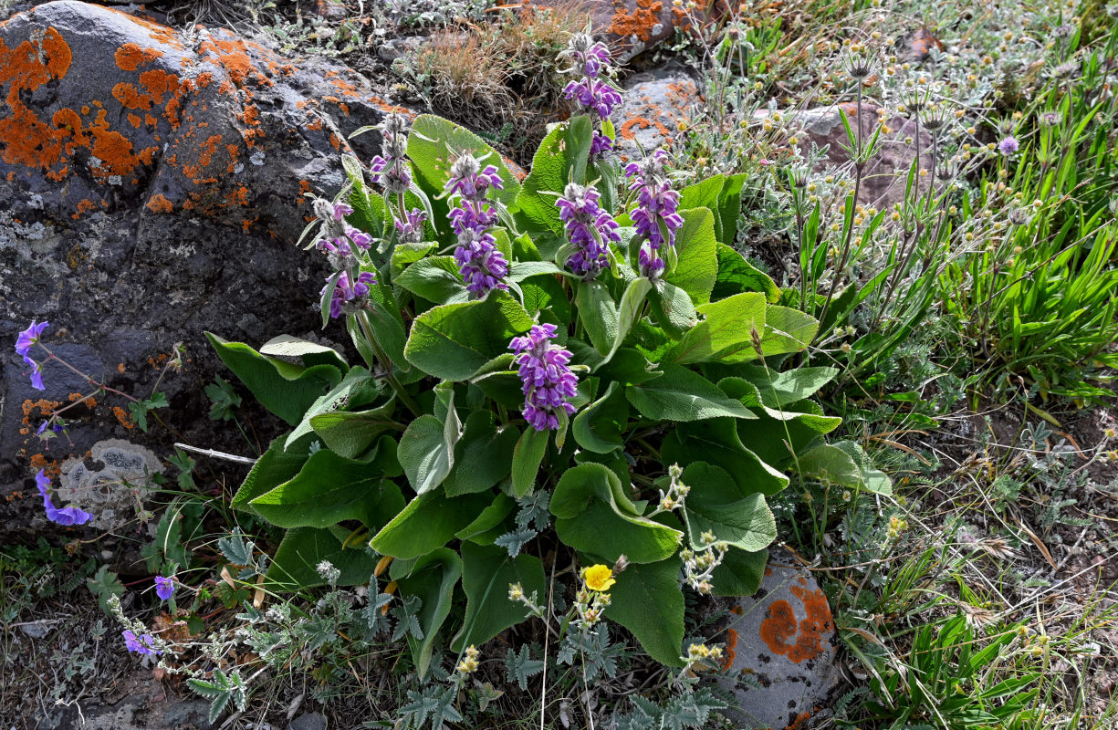 Изображение особи Phlomoides oreophila.