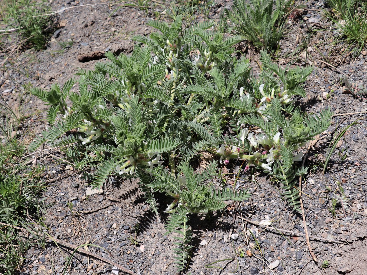 Image of Astragalus nucifer specimen.