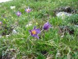 Pulsatilla violacea