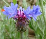 Centaurea depressa. Соцветие с муравьями. Узбекистан, Джизакская обл., хр. Нуратау, ур. Хаятсай, полевая база Нуратинского заповедника. 12.05.2007.