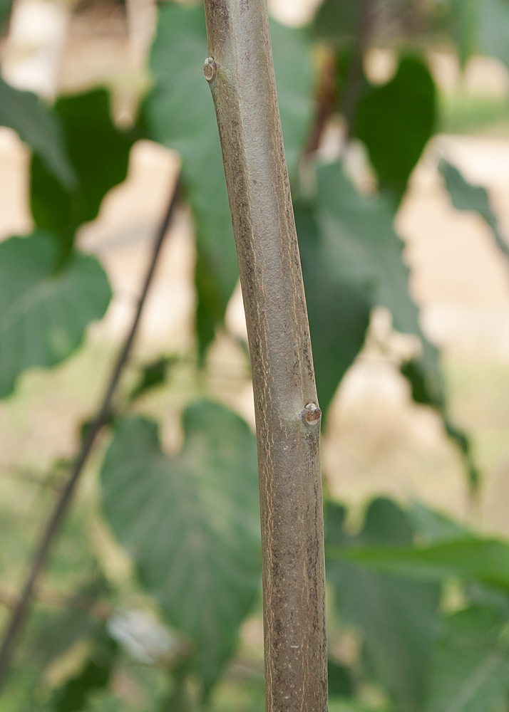 Image of Ipomoea carnea specimen.