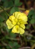 Oxalis pes-caprae f. pleniflora