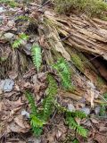 Polypodium vulgare. Вайи. Беларусь, Минская обл., Мядельский р-н, национальный парк \"Нарочанский\", окр. дер. Боровые, в сосново-еловом зелёномошном бору с примесью Betula pendula и Populus tremula, возле разрушающегося ствола поваленного дерева. 02.04.2024.