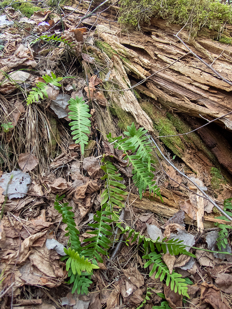 Image of Polypodium vulgare specimen.