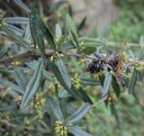 Berberis julianae