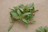 Chamaesphacos ilicifolius