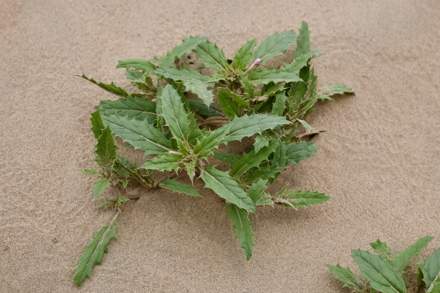 Image of Chamaesphacos ilicifolius specimen.