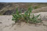 Astragalus larvatus