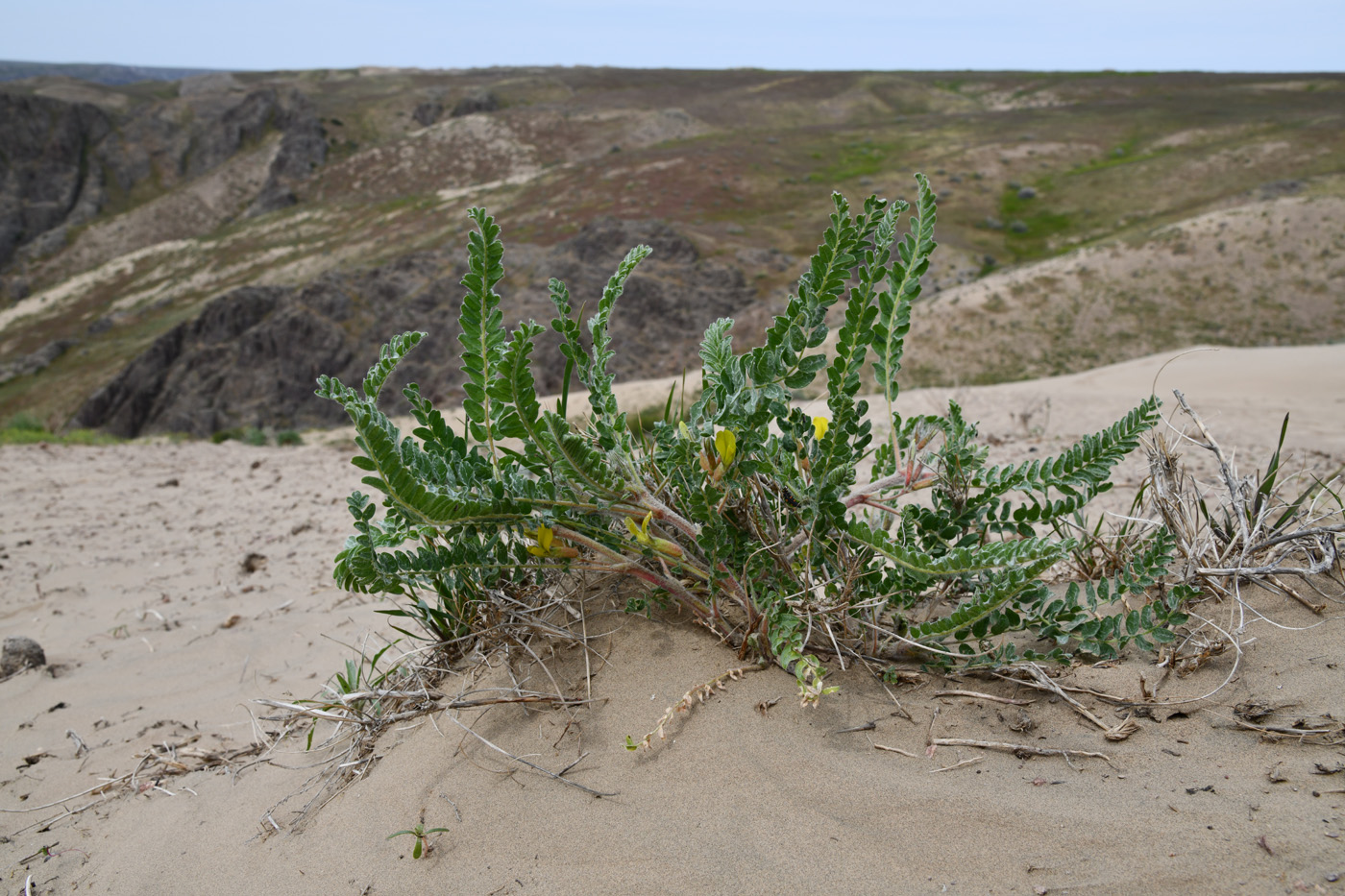 Изображение особи Astragalus larvatus.
