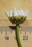 Leucanthemum catalaunicum